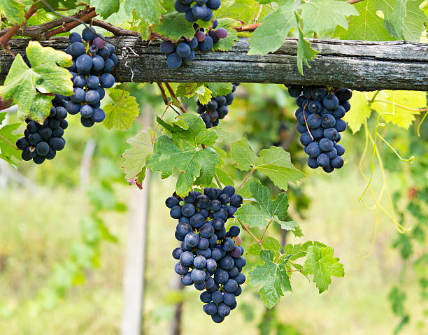 Vineyard grape cluster. Barbera stock photo