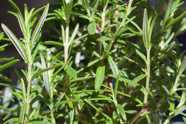 istock fresh growing rosemary herb plant pattern and texture close up 1775288952