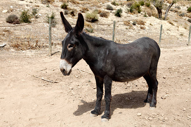istock donkey in the field 177529027