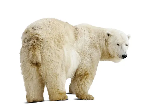 Standing polar bear. Isolated over white background with shade