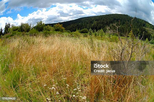 Foto de Com Ervas e mais fotos de stock de Ajardinado - Ajardinado, Azul, Branco