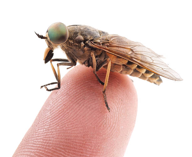 istock Live horsefly sitting on finger isolated 177529540