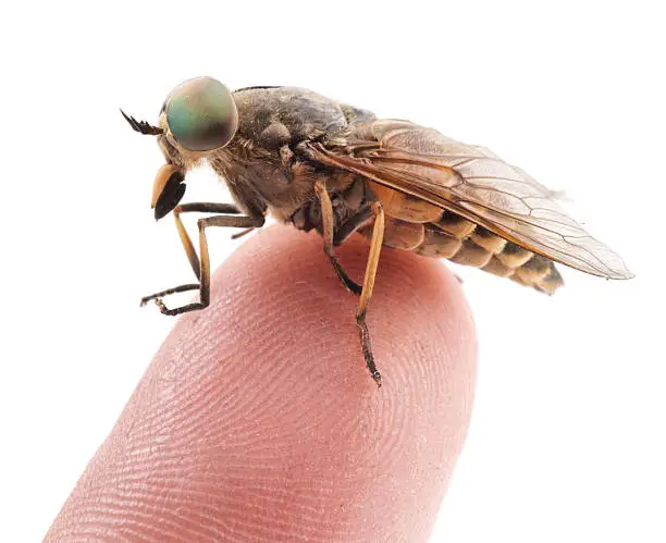 "Live horsefly sitting on finger isolated on white background, macro shot"