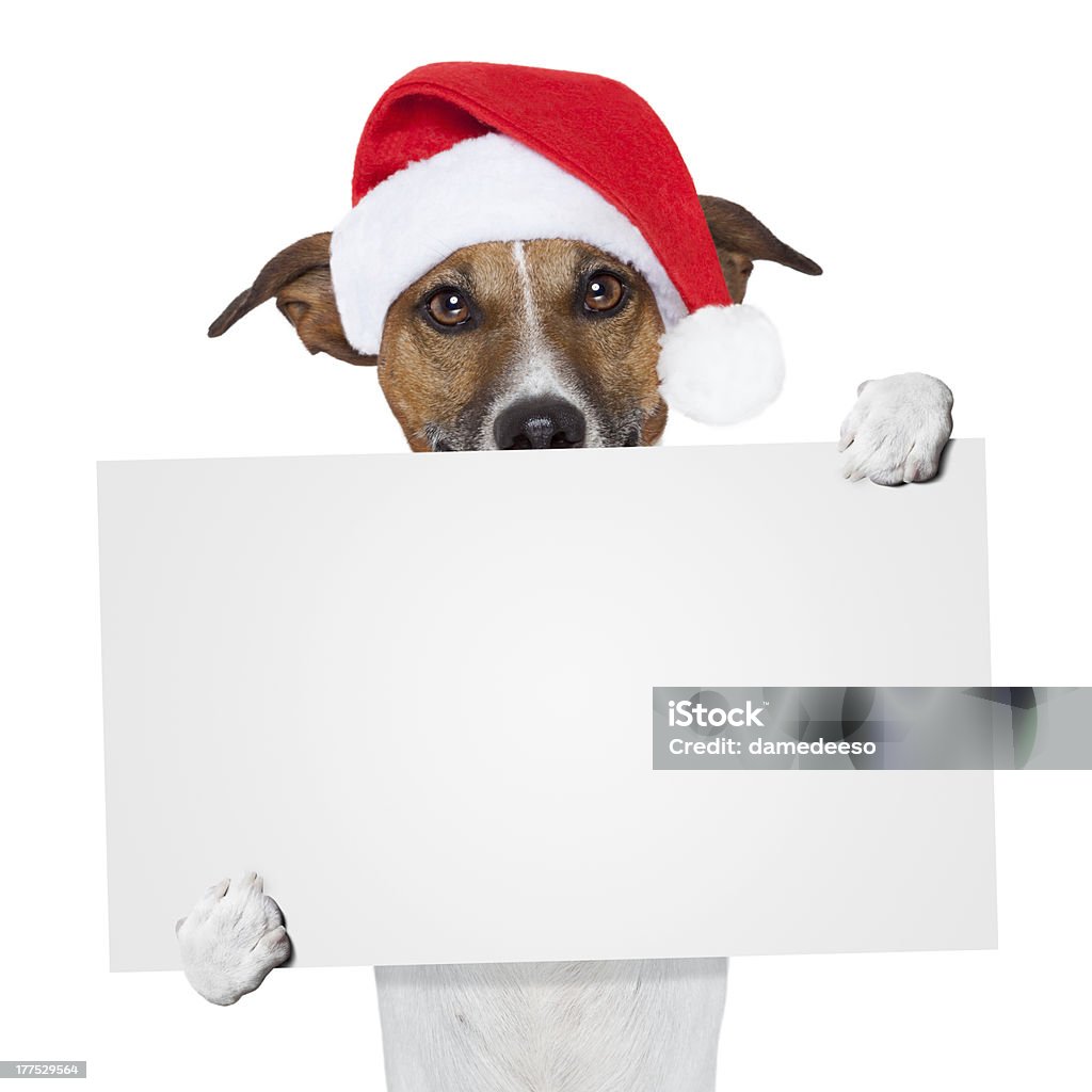 christmas banner Platzhalter Hund - Lizenzfrei Hund Stock-Foto