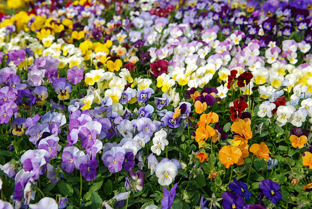 istock Bed of pansies 177529581