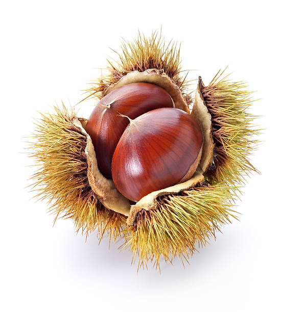 An up close picture of a chestnut