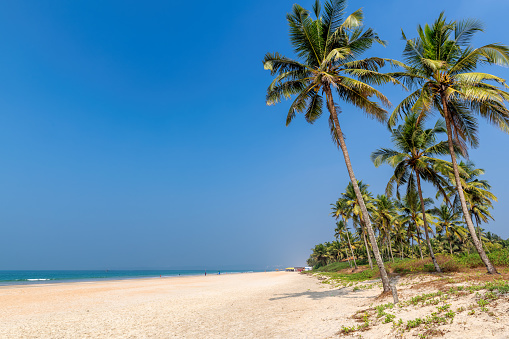 Tropical beach with coconut palm trees and blue ocean under blue sky in GOA, India.
