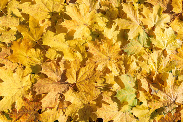 istock Autumn colorful maple leaves background. 1775298262