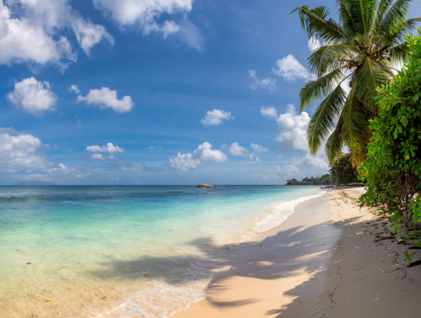 istock Beautiful beach, tropical turquoise sea, palms and blue sky. 1775298264