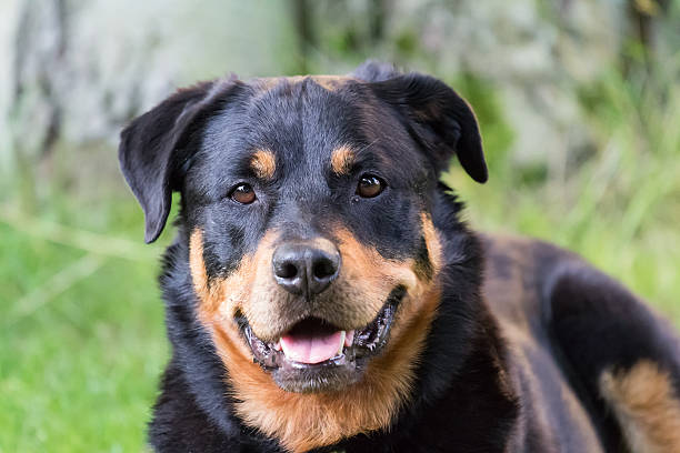Rottweiler Portrait A portrait of a young female rottweiler. FL-photography stock pictures, royalty-free photos & images