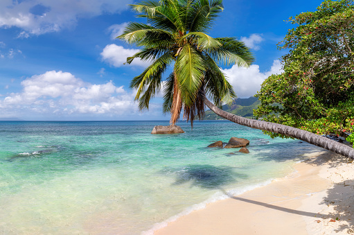Exotic Sunny beach, coconut palms and turquoise on Seychelles. Summer vacation and tropical beach concept.