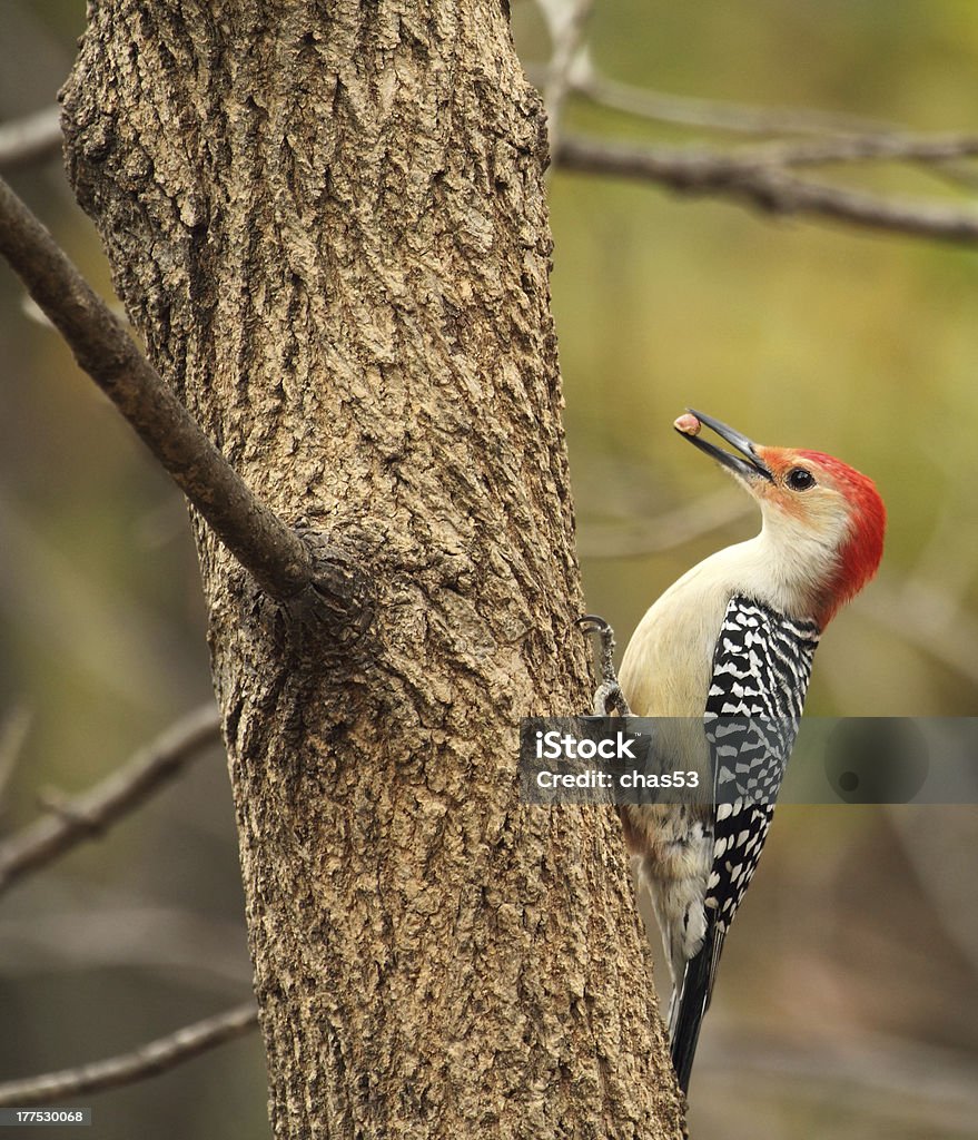 Red-carolinus, Melanerpes carolinus - Foto de stock de Alimentar royalty-free