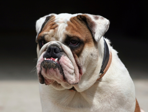 Morose young English Bulldog male