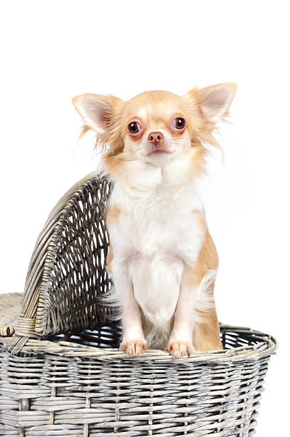 istock Chihuahua dog in a basket 177530100