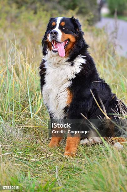 Berner Sennenhund Stockfoto und mehr Bilder von Abrichten - Abrichten, Abwarten, Berg