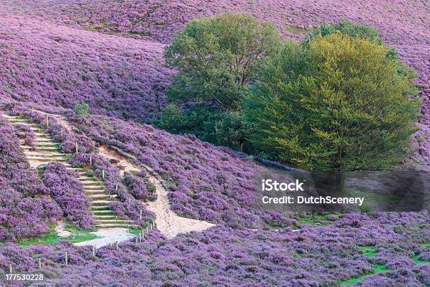 Blooming Heathland In The Netherlands Stock Photo - Download Image Now - Autumn, Veluwe, Beauty In Nature