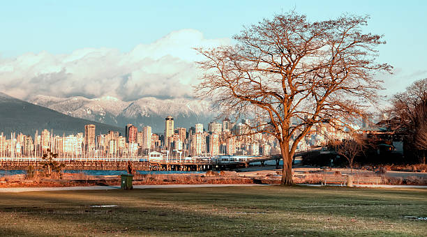 Bare Tree With Vancouver Skyline stock photo