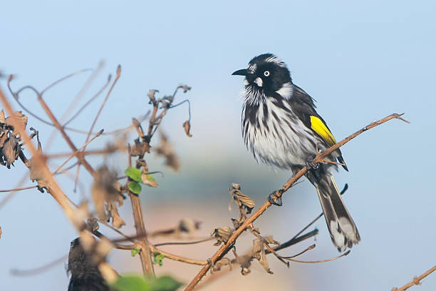New Holland Honeyeater bird New Holland Honeyeater bird perched on branch honeyeater stock pictures, royalty-free photos & images