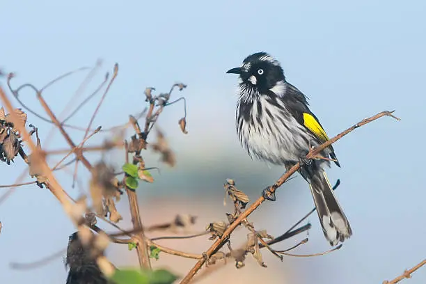 Photo of New Holland Honeyeater bird