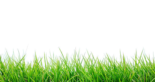 Close-up of fresh bright green grass on white background