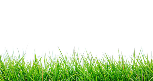 Close-up of fresh bright green grass on white background stock photo