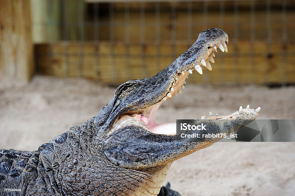 Alligator gros plan sur le sable - Photo de Biscayne Bay libre de droits