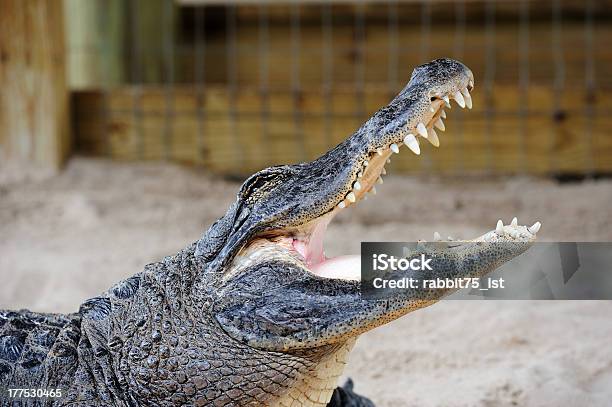 Photo libre de droit de Alligator Gros Plan Sur Le Sable banque d'images et plus d'images libres de droit de Biscayne Bay - Biscayne Bay, Parc public, Alligator