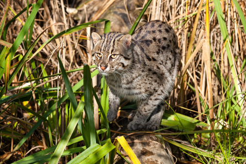 Fishing Cat Hunting in Long Grass Prionailurus Viverrinus