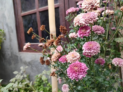 Fresh chrysanthemums will look beautiful and charming for several weeks. If the chrysanthemum flowers are not immediately cut from the tree, the chrysanthemum flowers will dry out. even though dried chrysanthemums still look beautiful and charming