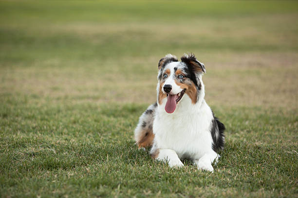 Happy Australian Shepherd Laying in Grass stock photo