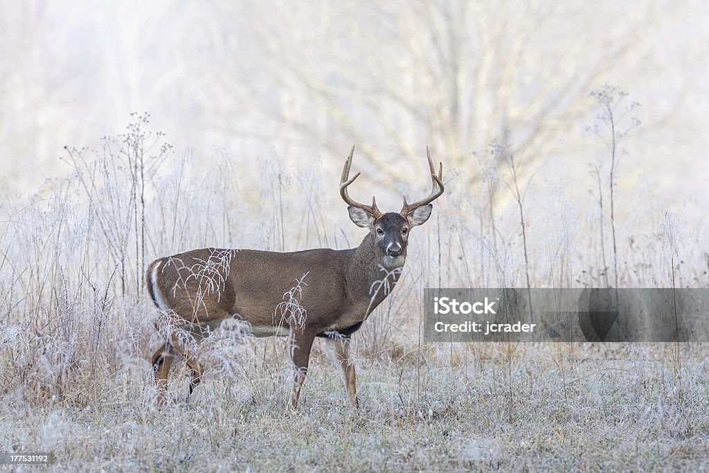 Cerf de Virginie cerf buck à frost Brouillard - Photo de Cerf de Virginie libre de droits