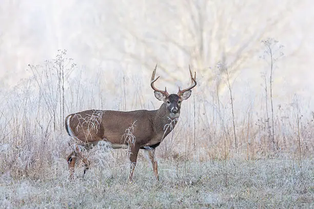 "Whitetail buck deer in frost fog early morning Great Smoky Mountains National Park, TN"