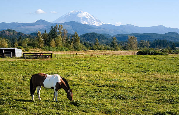 Paint Horse and Mount Rainier stock photo