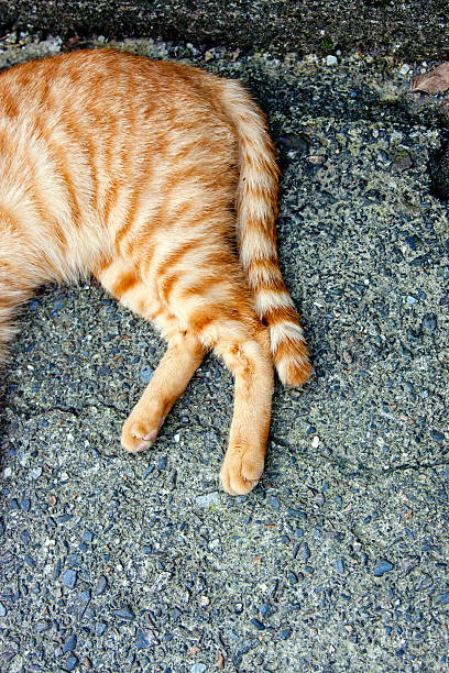 cat leg stock photo