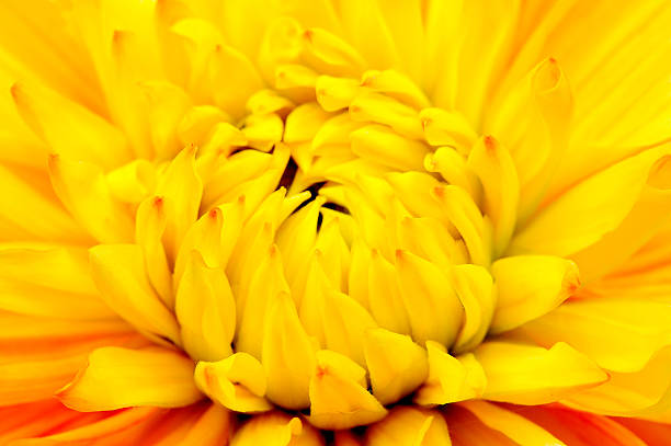 istock Beautiful Yellow Dahlia Close-up 177531588