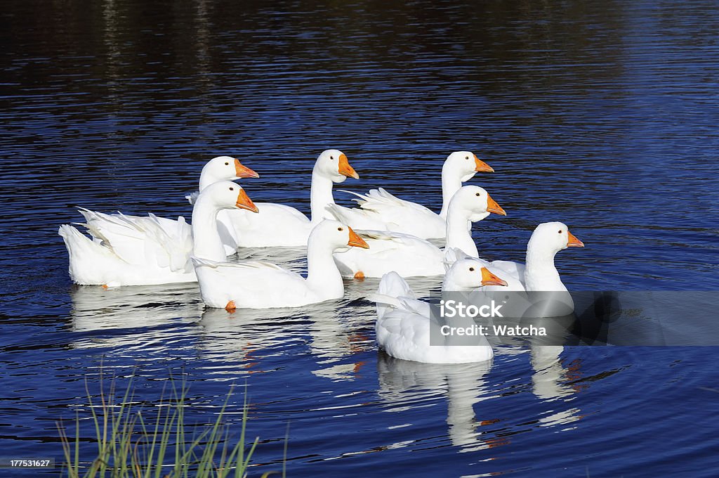 Bando de gansos domésticos brancos nadar na lagoa - Foto de stock de Agricultura royalty-free