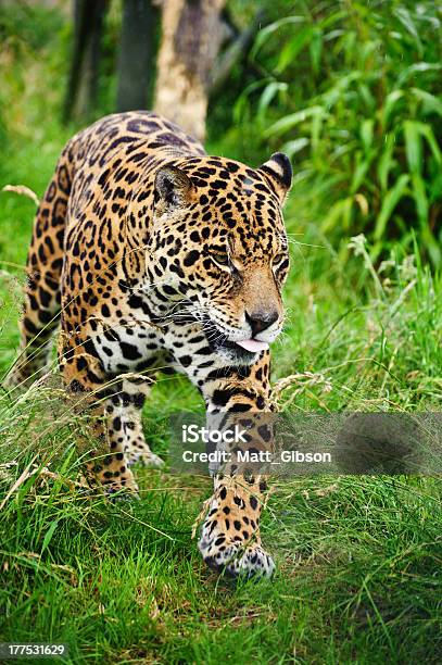 Atemberaubende Jaguar Panthera Onca Herumstreifen Durch Gras Stockfoto und mehr Bilder von Bedrohte Tierart