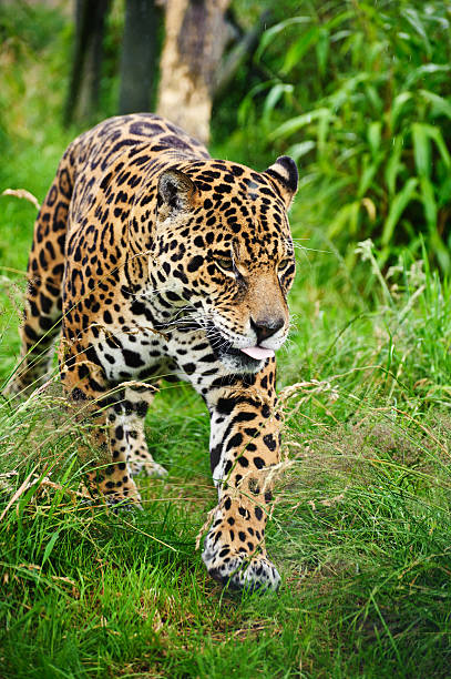 istock Stunning jaguar Panthera Onca prowling through grass 177531629