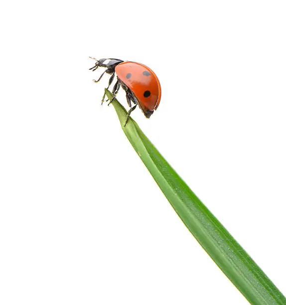 Photo of Closeup of a ladybug on a green blade of grass on white