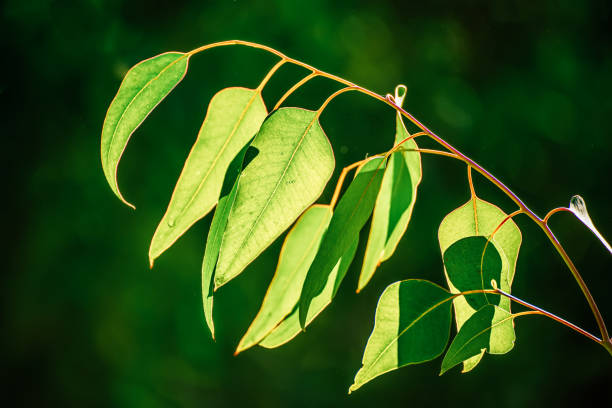 istock Eucalyptus green leaves 1775318756