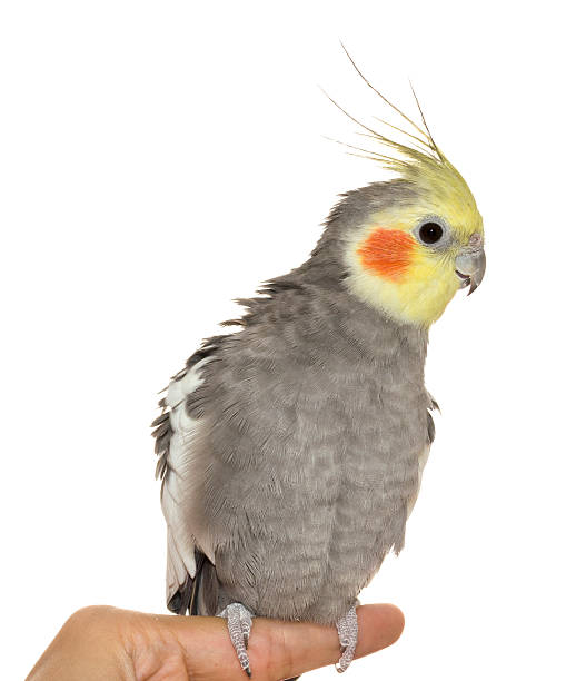 istock Cockatiel Cock Close-up 177532116