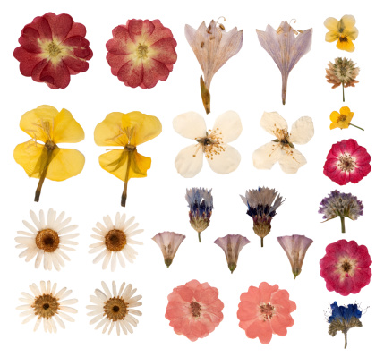 Collection of pressed flowers