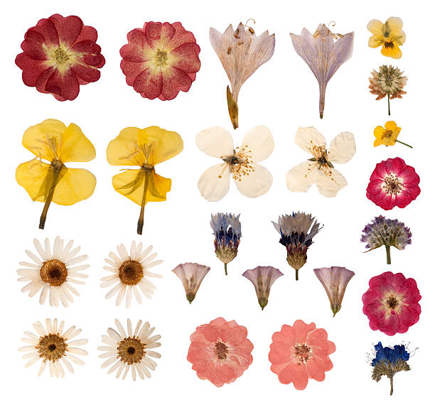 Dry pressed wild flowers Collection of pressed flowers cornflower photos stock pictures, royalty-free photos & images