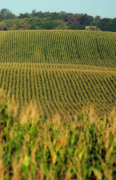 Cornfield with Rows of cornstalks on a farm