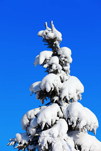 冬のモミの木の背景に青い空 - treetop sky tree high section ストックフォトと画像