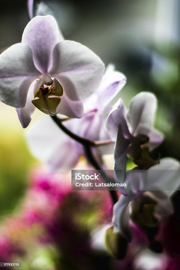 С подсветкой Орхидея - Стоковые фото Без людей роялти-фри