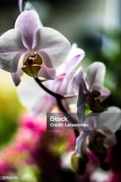 С Подсветкой Орхидея — стоковые фотографии и другие картинки Без людей - Без людей, Белый, Ботаника