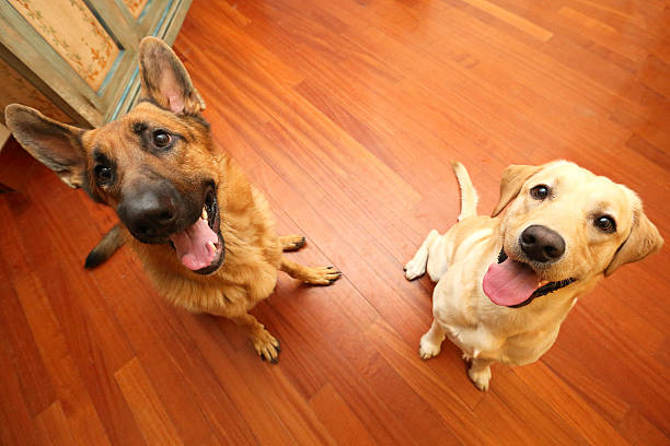 istock Dogs Waiting for Ball 177532787