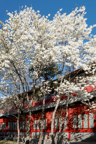 Blooming Magnolia trees and in front of red-painted wooden wall in the Beihai Park in Beijing (China) at midday in spring