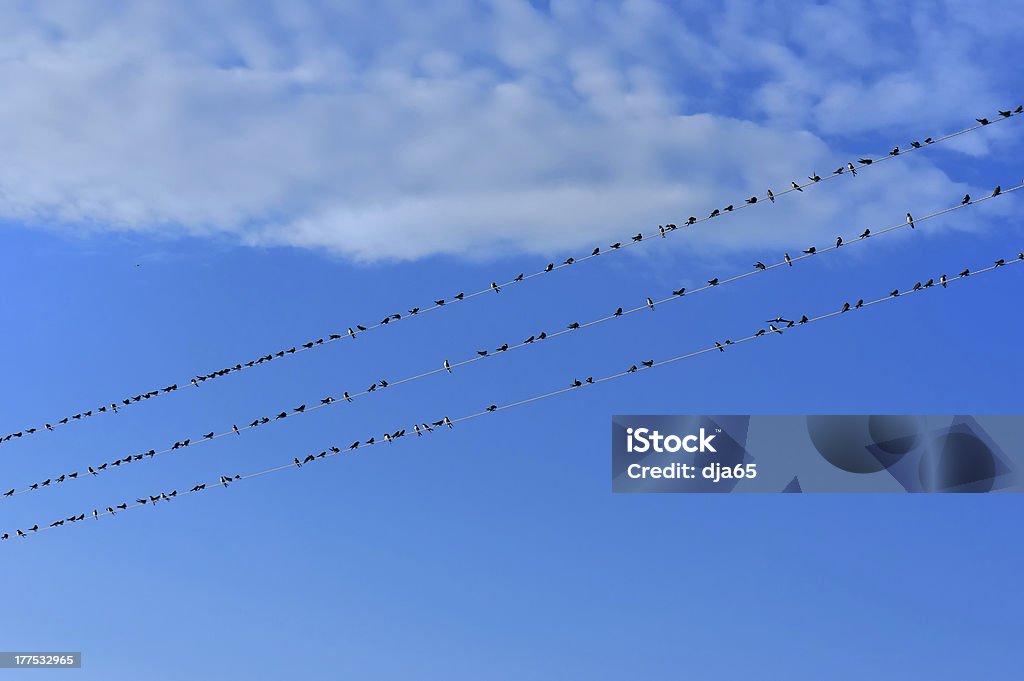 Common swifts auf Kabel - Lizenzfrei Blau Stock-Foto